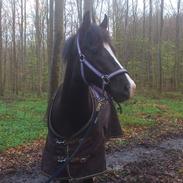 New Forest Southforks Athos