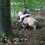 Fjordhest Hjorthøj's Note