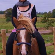 Islænder Dama Af Amhøj