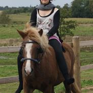 Islænder Dama Af Amhøj