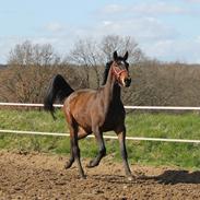 Dansk Varmblod Foldbjerggårds Zaniel