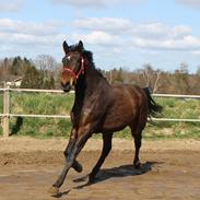 Dansk Varmblod Foldbjerggårds Zaniel