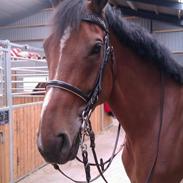 Dansk Varmblod Red Bernadette