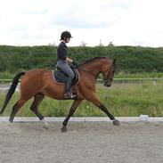 Dansk Varmblod Red Bernadette