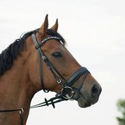 Holstener Bøgelys Willie