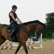 Holstener Bøgelys Willie