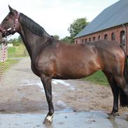 Dansk Varmblod Laurberggaard´s La belle (Toget)