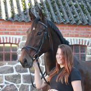 Dansk Varmblod Laurberggaard´s La belle (Toget)