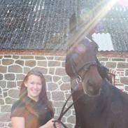 Dansk Varmblod Laurberggaard´s La belle (Toget)