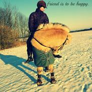 Fjordhest Laban Alias 'Golden Flash'