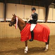 Anden særlig race Anton - Solgt