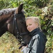 Anden særlig race Pongo [Himmelhest]