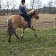 Anden særlig race Sasha