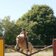 Haflinger Luca (guldponyen)