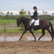 Dansk Varmblod Kildevangs Lantika (Bette)