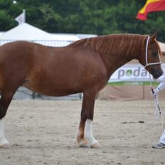 Welsh Cob (sec D) Lesto Seville