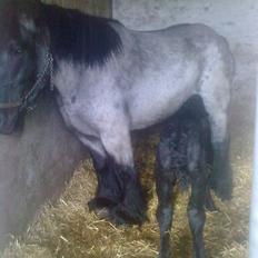 Belgier Zita van`t  Keuzegoed