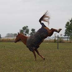 Anden særlig race Ravnsagergaards Torino