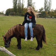 Shetlænder Ravnsagergaards Musse (Mulle) <3