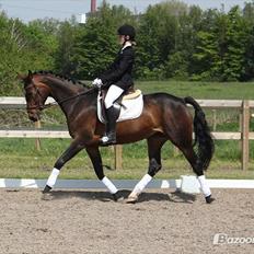 Westfaler Dolce Vita