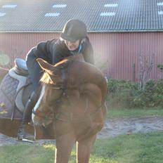 Anden særlig race Lions