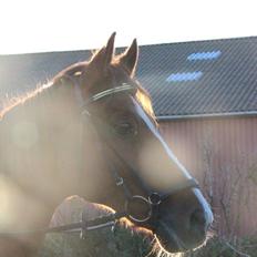 Anden særlig race Lions