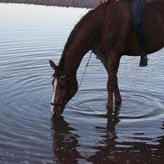 Anden særlig race Lions