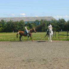 Anden særlig race Perle