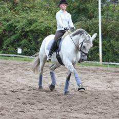 Branderburger Elektra