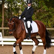 New Forest Sultan De Civry