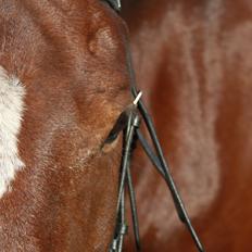 Hollandsk Sportspony Nortan <3 *best friend* (Dengsen)