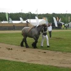 Belgier Mr. Blue af Brande