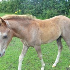 Anden særlig race Mini Max Af Rævbjerggaard