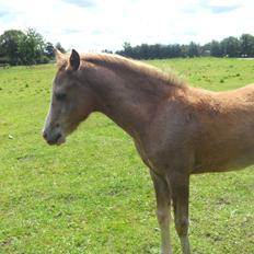 Anden særlig race Mini Max Af Rævbjerggaard
