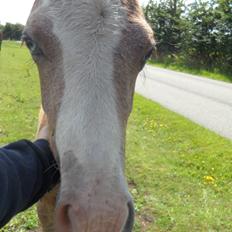 Anden særlig race Mini Max Af Rævbjerggaard