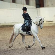 Welsh Pony (sec B) Møllegårds Showman A-pony