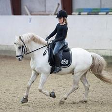 Welsh Pony (sec B) Møllegårds Showman A-pony