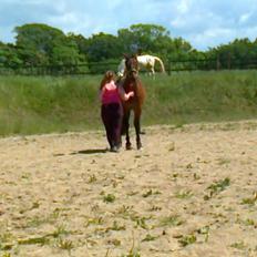 Anden særlig race Mickey Rex