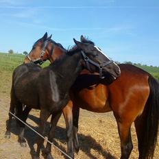 Anden særlig race Tambi