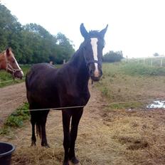 Anden særlig race Tambi