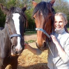 Anden særlig race Tambi