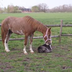 Anden særlig race Tølva