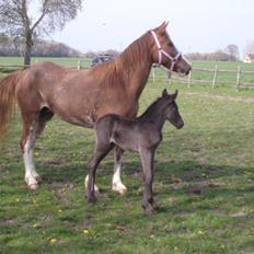 Anden særlig race Tølva