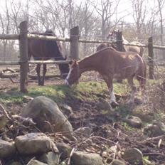 Anden særlig race Tølva