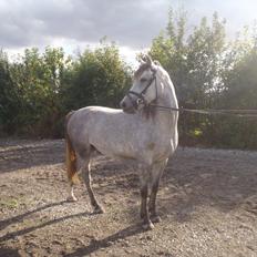 Welsh Pony (sec B) Låddenhøjs Toby (Lånepony)
