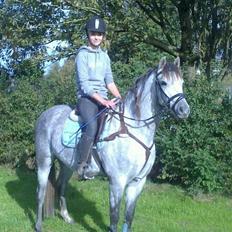 Welsh Pony (sec B) Låddenhøjs Toby (Lånepony)