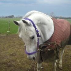 Anden særlig race Just My Luck