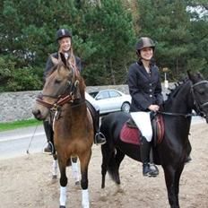 Anden særlig race Engholms Bueno Agate