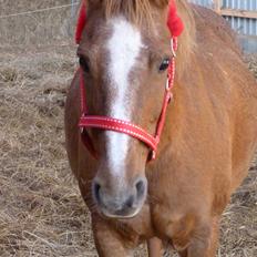 Anden særlig race Holmens Molly<3  *solgt :'S*