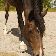 DSP Caspara´s April